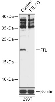 Lane 1: 293T cell lysates; Lane 2: FTL knockout (KO) 293T cell lysates probed with FTL Polyclonal Antibody, Unconjugated (bs-55080R) at 1:1000 dilution and 4˚C overnight incubation. Followed by conjugated secondary antibody incubation at 1:20000 for 60 min at 37˚C.