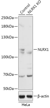 Lane 1: Hela cell lysates; Lane 2: NLRX1 knockout (KO) HeLa cell lysates probed with NLRX1 Polyclonal Antibody, Unconjugated (bs-55154R) at 1:1000 dilution and 4˚C overnight incubation. Followed by conjugated secondary antibody incubation at 1:20000 for 60 min at 37˚C.