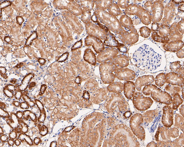 Paraformaldehyde-fixed, paraffin embedded Mouse kidney; Antigen retrieval by boiling in sodium citrate buffer (pH6.0) for 15min; Block endogenous peroxidase by 3% hydrogen peroxide for 20 minutes; Blocking buffer (normal goat serum) at 37°C for 30min; Antibody incubation with GOT2 Monoclonal Antibody, Unconjugated (bsm-54731R) at 1:50 for 30 minutes at room temperature, DAB staining.