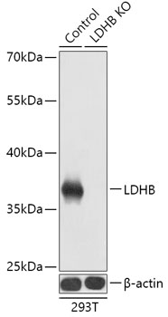 Lane 1: 293T cell lysates; Lane 2: LDHB knockout (KO) 293T cell lysates probed with LDHB Polyclonal Antibody, Unconjugated (bs-55121R) at 1:1000 dilution and 4˚C overnight incubation. Followed by conjugated secondary antibody incubation at 1:20000 for 60 min at 37˚C.