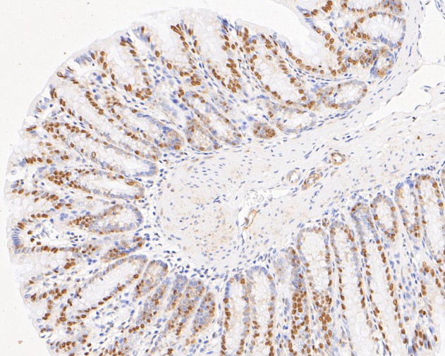 Paraformaldehyde-fixed, paraffin embedded Rat colon; Antigen retrieval by boiling in sodium citrate buffer (pH6.0) for 15min; Block endogenous peroxidase by 3% hydrogen peroxide for 20 minutes; Blocking buffer (normal goat serum) at 37°C for 30min; Antibody incubation with NFYA Monoclonal Antibody, Unconjugated (bsm-54741R) at 1:500 for 30 minutes at room temperature, DAB staining.