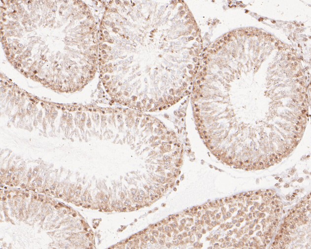 Paraformaldehyde-fixed, paraffin embedded Rat testis; Antigen retrieval by boiling in sodium citrate buffer (pH6.0) for 15min; Block endogenous peroxidase by 3% hydrogen peroxide for 20 minutes; Blocking buffer (normal goat serum) at 37°C for 30min; Antibody incubation with NFYA Monoclonal Antibody, Unconjugated (bsm-54741R) at 1:200 for 30 minutes at room temperature, DAB staining.