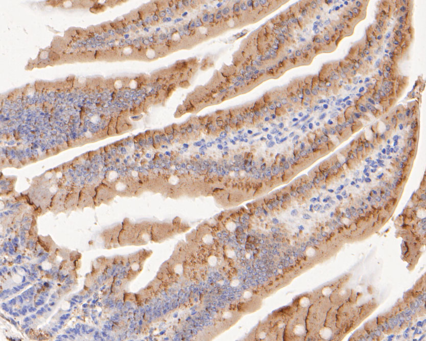 Paraformaldehyde-fixed, paraffin embedded Mouse colon; Antigen retrieval by boiling in sodium citrate buffer (pH6.0) for 15min; Block endogenous peroxidase by 3% hydrogen peroxide for 20 minutes; Blocking buffer (normal goat serum) at 37°C for 30min; Antibody incubation with P4HB Monoclonal Antibody, Unconjugated (bsm-54748R) at 1:200 for 30 minutes at room temperature, DAB staining.