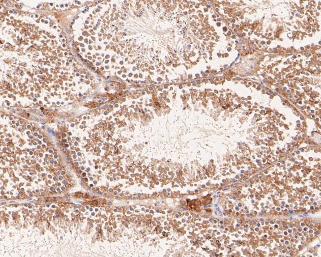 Paraformaldehyde-fixed, paraffin embedded Mouse testis; Antigen retrieval by boiling in sodium citrate buffer (pH6.0) for 15min; Block endogenous peroxidase by 3% hydrogen peroxide for 20 minutes; Blocking buffer (normal goat serum) at 37°C for 30min; Antibody incubation with LMAN1 Monoclonal Antibody, Unconjugated (bsm-54753R) at 1:50 for 30 minutes at room temperature, DAB staining. Paraformaldehyde-fixed, paraffin embedded Mouse testis; Antigen retrieval by boiling in sodium citrate buffer (pH6.0) for 15min; Block endogenous peroxidase by 3% hydrogen peroxide for 20 minutes; Blocking buffer (normal goat serum) at 37°C for 30min; Antibody incubation with LMAN1 Monoclonal Antibody, Unconjugated (bsm-54753R) at 1:50 for 30 minutes at room temperature, DAB staining.