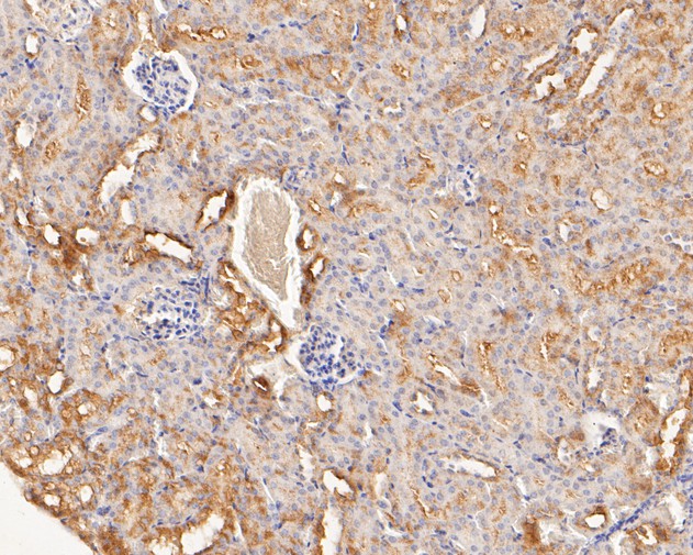 Paraformaldehyde-fixed, paraffin embedded Mouse kidney; Antigen retrieval by boiling in sodium citrate buffer (pH6.0) for 15min; Block endogenous peroxidase by 3% hydrogen peroxide for 20 minutes; Blocking buffer (normal goat serum) at 37°C for 30min; Antibody incubation with LMAN1 Monoclonal Antibody, Unconjugated (bsm-54753R) at 1:50 for 30 minutes at room temperature, DAB staining.