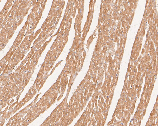 Paraformaldehyde-fixed, paraffin embedded Rat heart; Antigen retrieval by boiling in sodium citrate buffer (pH6.0) for 15min; Block endogenous peroxidase by 3% hydrogen peroxide for 20 minutes; Blocking buffer (normal goat serum) at 37°C for 30min; Antibody incubation with PDLIM1 Monoclonal Antibody, Unconjugated (bsm-54754R) at 1:50 for 30 minutes at room temperature, DAB staining.