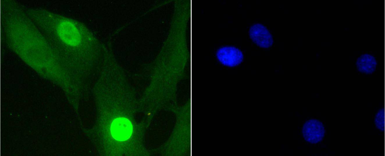 NIH/3T3 cell; 4% Paraformaldehyde-fixed; Triton X-100 at room temperature for 20 min; Blocking buffer (normal goat serum, C-0005) at 37°C for 20 min; Antibody incubation with (Phospho-Histone H1.3(T17)+Histone H1.4(T17)) Monoclonal Antibody, Unconjugated (bsm-54480R) 1:100, 90 minutes at 37°C; followed by a conjugated Goat Anti-Rabbit IgG antibody at 37°C for 90 minutes, DAPI (blue, C02-04002) was used to stain the cell nuclei.