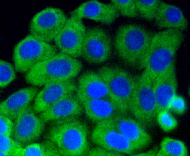 HepG2 cell; 4% Paraformaldehyde-fixed; Triton X-100 at room temperature for 20 min; Blocking buffer (normal goat serum) at 37°C for 20 min; Antibody incubation with (Phospho-MEK1(S218/S222)) Monoclonal Antibody, Unconjugated (bsm-54527R) 1:50, 90 minutes at 37°C; followed by a conjugated Goat Anti-Rabbit IgG antibody at 37°C for 90 minutes, DAPI (blue) was used to stain the cell nuclei.