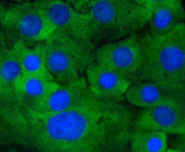 NIH/3T3 cell; 4% Paraformaldehyde-fixed; Triton X-100 at room temperature for 20 min; Blocking buffer (normal goat serum) at 37°C for 20 min; Antibody incubation with (Phospho-MEK1(S218/S222)) Monoclonal Antibody, Unconjugated (bsm-54527R) 1:50, 90 minutes at 37°C; followed by a conjugated Goat Anti-Rabbit IgG antibody at 37°C for 90 minutes, DAPI (blue) was used to stain the cell nuclei.