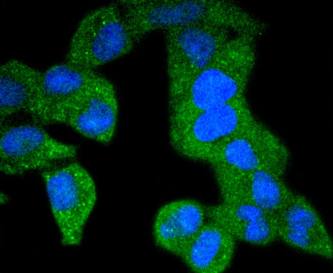 HepG2 cell; 4% Paraformaldehyde-fixed; Triton X-100 at room temperature for 20 min; Blocking buffer (normal goat serum) at 37°C for 20 min; Antibody incubation with (PDGF Receptor beta(phospho Y740)) Monoclonal Antibody, Unconjugated (bsm-54565R) 1:50, 90 minutes at 37°C; followed by a conjugated Goat Anti-Rabbit IgG antibody at 37°C for 90 minutes, DAPI (blue) was used to stain the cell nuclei.