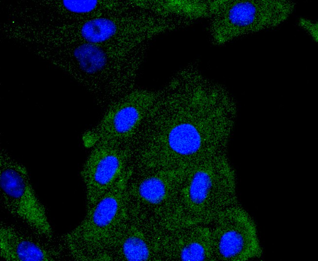 L6 cell; 4% Paraformaldehyde-fixed; Triton X-100 at room temperature for 20 min; Blocking buffer (normal goat serum) at 37°C for 20 min; Antibody incubation with (PDGF Receptor beta(phospho Y740)) Monoclonal Antibody, Unconjugated (bsm-54565R) 1:50, 90 minutes at 37°C; followed by a conjugated Goat Anti-Rabbit IgG antibody at 37°C for 90 minutes, DAPI (blue) was used to stain the cell nuclei.