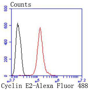 Flow cytometric analysis of Cyclin E2 was done on Hela cells. The cells were fixed, permeabilized and stained with the primary antibody (bsm-54580R, 1/50) (red). After incubation of the primary antibody at room temperature for an hour, the cells were stained with a Alexa Fluor 488-conjugated Goat anti-Rabbit IgG Secondary antibody at 1/1000 dilution for 30 minutes.Unlabelled sample was used as a control (cells without incubation with primary antibody; black).