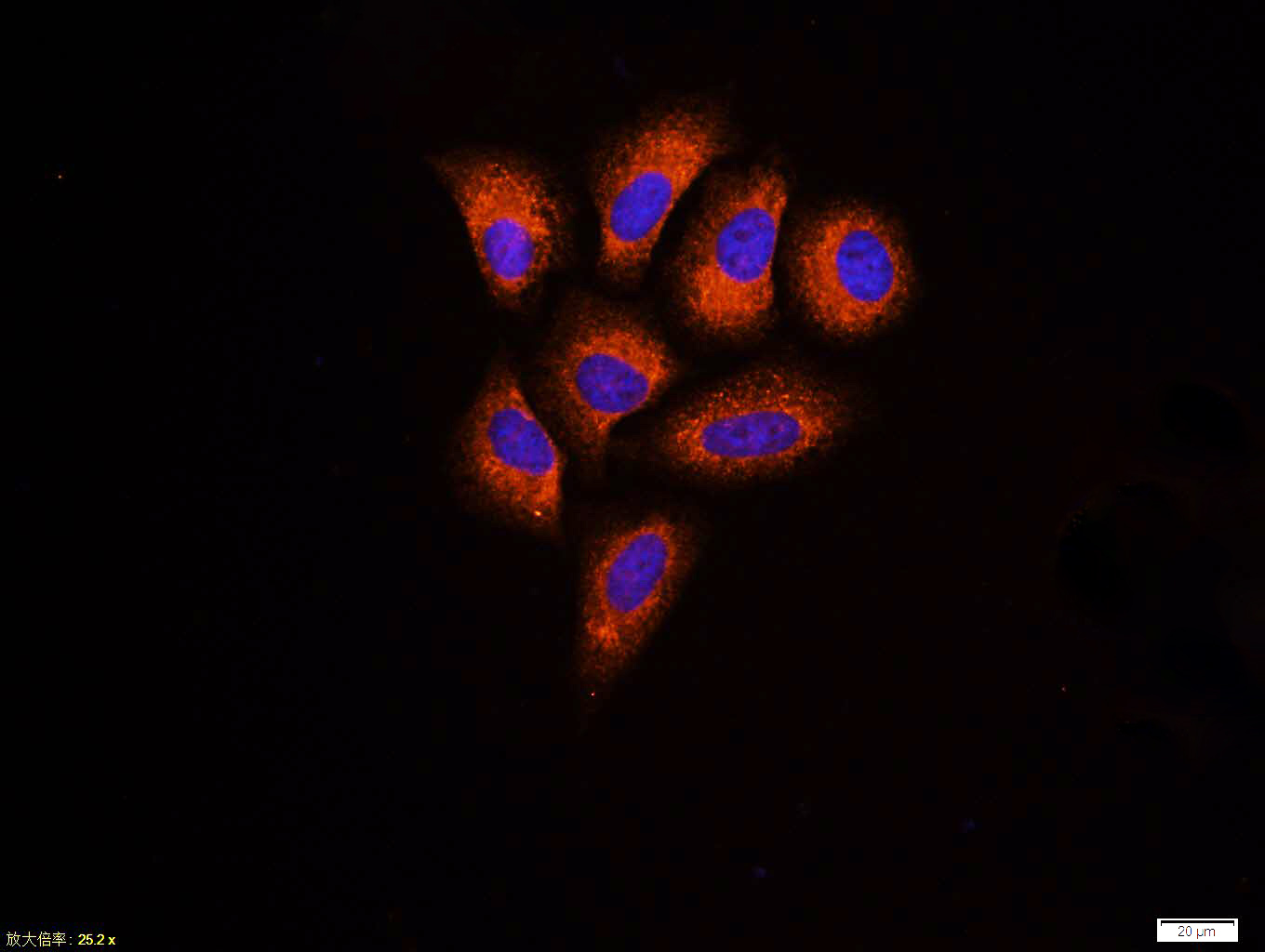 HepG2 cell; 4% Paraformaldehyde-fixed; Triton X-100 at room temperature for 20 min; Blocking buffer (normal goat serum, C-0005) at 37°C for 20 min; Antibody incubation with (GRP78/Bip) monoclonol Antibody, Unconjugated (bsm-33224M) 1:100, 90 minutes at 37°C; followed by a conjugated Goat Anti-Mouse IgG antibody at 37°C for 90 minutes, DAPI (blue, C02-04002) was used to stain the cell nuclei.