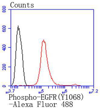 Flow cytometric analysis of Phospho-EGFR(Y1068) was done on Hela cells. The cells were fixed, permeabilized and stained with the primary antibody (Phospho-EGFR(Y1068), 1/50) (red). After incubation of the primary antibody at room temperature for an hour, the cells were stained with a Alexa Fluor 488-conjugated Goat anti-Rabbit IgG Secondary antibody at 1/1000 dilution for 30 minutes.Unlabelled sample was used as a control (cells without incubation with primary antibody; black).