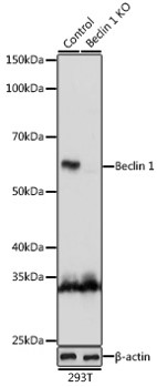 Lane 1: Human 293T cell lysates; Lane 2: Human 293T KO  Beclin 1 cell lysates probed with Beclin 1 Polyclonal Antibody, Unconjugated (bs-55024R) at 1:1000 dilution and 4˚C overnight incubation. Followed by conjugated secondary antibody incubation at 1:20000 for 60 min at 37˚C.