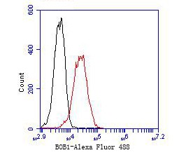 Flow cytometric analysis of BOB1 was done on THP-1 cells. The cells were fixed, permeabilized and stained with the primary antibody (bsm-54659R, 1/50) (red). After incubation of the primary antibody at room temperature for an hour, the cells were stained with a Alexa Fluor 488-conjugated Goat anti-Rabbit IgG Secondary antibody at 1/1000 dilution for 30 minutes.Unlabelled sample was used as a control (cells without incubation with primary antibody; black).