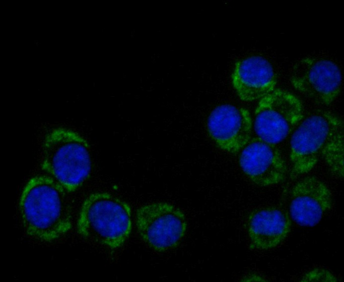 N2a cell; 4% Paraformaldehyde-fixed; Triton X-100 at room temperature for 20 min; Blocking buffer (normal goat serum) at 37°C for 20 min; Antibody incubation with (CEND1) Monoclonal Antibody, Unconjugated (bsm-54663 R) 1:50, 90 minutes at 37°C; followed by a conjugated Goat Anti-Rabbit IgG antibody at 37°C for 90 minutes, DAPI (blue) was used to stain the cell nuclei.