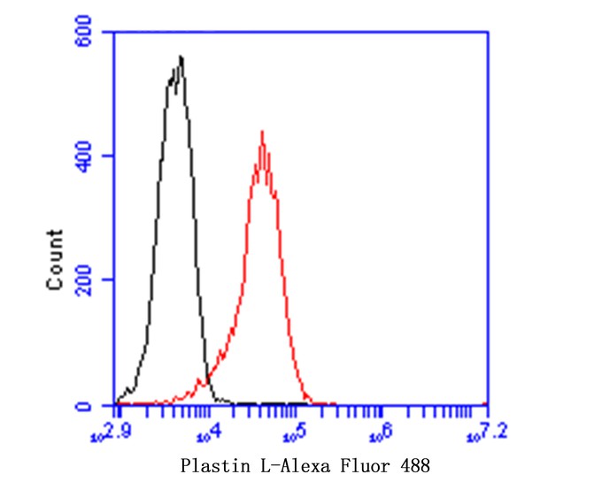 Flow cytometric analysis of Plastin L was done on THP-1 cells. The cells were fixed, permeabilized and stained with Plastin L antibody at 1/100 dilution (red) compared with an unlabelled control (cells without incubation with primary antibody; black