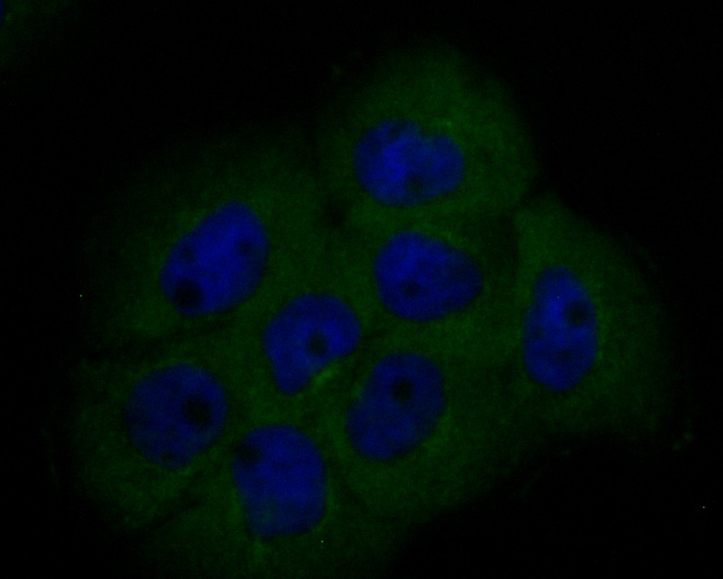 A431 cell; 4% Paraformaldehyde-fixed; Triton X-100 at room temperature for 20 min; Blocking buffer (normal goat serum) at 37°C for 20 min; Antibody incubation with (BCL2L12) Monoclonal Antibody, Unconjugated (bsm-54682R) 1:100, 90 minutes at 37°C; followed by a conjugated Goat Anti-Rabbit IgG antibody at 37°C for 90 minutes, DAPI (blue) was used to stain the cell nuclei.