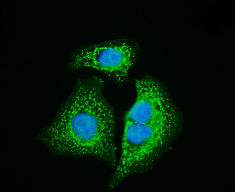 HepG2 cell; 4% Paraformaldehyde-fixed; Triton X-100 at room temperature for 20 min; Blocking buffer (normal goat serum, C-0005) at 37°C for 20 min; Antibody incubation with (HSP60) polyclonal Antibody, Unconjugated (bs-0191R) 1:100, 90 minutes at 37°C; followed by a conjugated Goat Anti-Rabbit IgG antibody at 37°C for 90 minutes, DAPI (blue, C02-04002) was used to stain the cell nuclei.