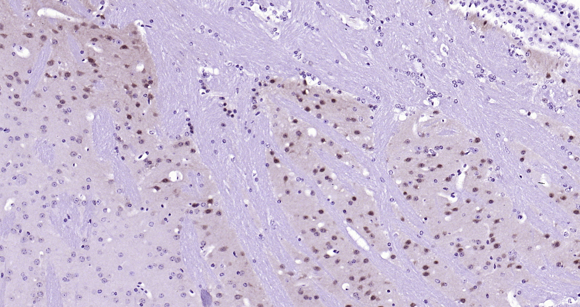 Paraformaldehyde-fixed, paraffin embedded Mouse brain; Antigen retrieval by boiling in sodium citrate buffer (pH6.0) for 15min; Block endogenous peroxidase by 3% hydrogen peroxide for 20 minutes; Blocking buffer (normal goat serum) at 37°C for 30min; Antibody incubation with ERK2 (3G1) Monoclonal Antibody, Unconjugated (bsm-52068R) at 1:200 overnight at 4°C, DAB staining.