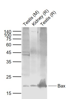 Lane 1: Mouse Testis lysates; Lane 2: Rat Kidney lysates; Lane 3: Rat Testis lysates probed with Bax Polyclonal Antibody, Unconjugated (bs-0127R) at 1:1000 dilution and 4˚C overnight incubation. Followed by conjugated secondary antibody incubation at 1:20000 for 60 min at 37˚C.