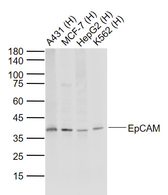 Lane 1: Human A431 cell lysates; Lane 2: Human MCF-7 cell lysates; Lane 3: Human HepG2 cell lysates; Lane 4: Human K562 cell lysates probed with EpCAM/CD326 Polyclonal Antibody, Unconjugated (bs-1513R) at 1:1000 dilution and 4˚C overnight incubation. Followed by conjugated secondary antibody incubation at 1:20000 for 60 min at 37˚C.