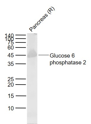 Lane 1: Rat Pancreas lysates probed with Glucose 6 phosphatase 2 Polyclonal Antibody, Unconjugated (bs-13386R) at 1:1000 dilution and 4˚C overnight incubation. Followed by conjugated secondary antibody incubation at 1:20000 for 60 min at 37˚C.
