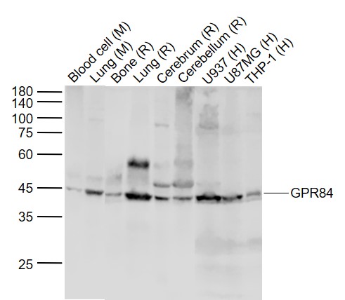 Lane 1: Mouse Blood cell lysates; Lane 2: Mouse Lung lysates; Lane 3: Rat Bone lysates; Lane 4: Rat Lung lysates ; Lane 5: Rat Cerebrum lysates;Lane 6: Rat Cerebellum lysates; Lane 7: Human U937 cell lysates; Lane 8: Human U87MG cell lysates; Lane 9: Human THP-1 lysates probed with GPR84 Polyclonal Antibody, Unconjugated (bs-13507R) at 1:1000 dilution and 4˚C overnight incubation. Followed by conjugated secondary antibody incubation at 1:20000 for 60 min at 37˚C.