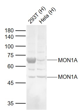 Lane 1: Human 293T cell lysates; Lane 2: Human Hela cell lysates probed with MON1A Polyclonal Antibody, Unconjugated (bs-17711R) at 1:1000 dilution and 4˚C overnight incubation. Followed by conjugated secondary antibody incubation at 1:20000 for 60 min at 37˚C.