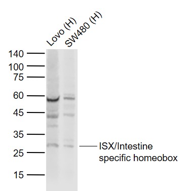 Lane 1: Human Lovo cell lysates; Lane 2: Human SW480 cell lysates probed with ISX/Intestine specific homeobox Polyclonal Antibody, Unconjugated (bs-18172R) at 1:500 dilution and 4˚C overnight incubation. Followed by conjugated secondary antibody incubation at 1:20000 for 60 min at 37˚C.
