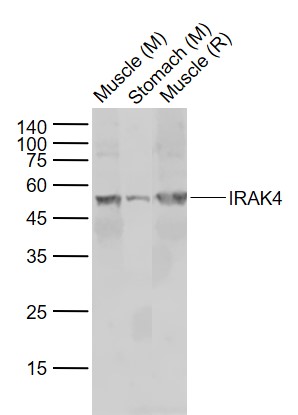 Lane 1: Mouse Muscle lysates; Lane 2: Mouse Stomach lysates; Lane 3: Rat Muscle lysates probed with IRAK4 Polyclonal Antibody, Unconjugated (bs-2440R) at 1:1000 dilution and 4˚C overnight incubation. Followed by conjugated secondary antibody incubation at 1:20000 for 60 min at 37˚C.