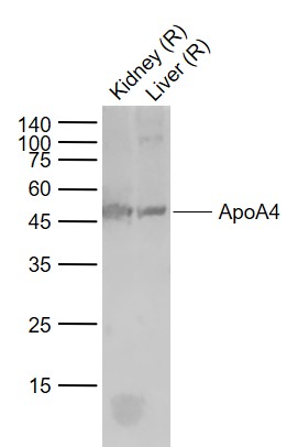 Lane 1: Rat Kidney lysates; Lane 2: Rat Liver lysates probed with ApoA4 Polyclonal Antibody, Unconjugated (bs-2688R) at 1:1000 dilution and 4˚C overnight incubation. Followed by conjugated secondary antibody incubation at 1:20000 for 60 min at 37˚C.