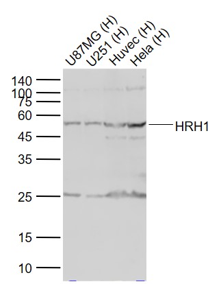 Lane 1: Human U87MG cell lysates; Lane 2: Human U251 cell lysates; Lane 3: Human Huvec cell lysates; Lane 4: Human Hela cell lysates probed with HRH1 Polyclonal Antibody, Unconjugated (bs-6663R) at 1:1000 dilution and 4˚C overnight incubation. Followed by conjugated secondary antibody incubation at 1:20000 for 60 min at 37˚C.