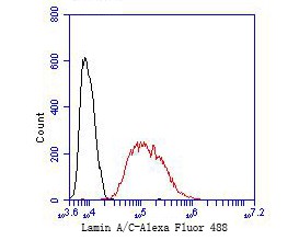 Flow cytometric analysis of Lamin A/C was done on Hela cells. The cells were fixed, permeabilized and stained with the primary antibody (bsm-54688R, 1/50) (red). After incubation of the primary antibody at room temperature for an hour, the cells were stained with a Alexa Fluor 488-conjugated Goat anti-Rabbit IgG Secondary antibody at 1/1000 dilution for 30 minutes.Unlabelled sample was used as a control (cells without incubation with primary antibody; black).