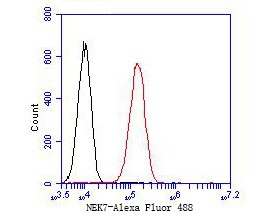 Flow cytometric analysis of NEK7 was done on A549 cells. The cells were fixed, permeabilized and stained with the primary antibody (bsm-54692R, 1/50) (red). After incubation of the primary antibody at room temperature for an hour, the cells were stained with a Alexa Fluor 488-conjugated Goat anti-Rabbit IgG Secondary antibody at 1/1000 dilution for 30 minutes.Unlabelled sample was used as a control (cells without incubation with primary antibody; black).