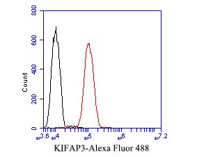 Flow cytometric analysis of KIFAP3 was done on SH-SY5Y cells. The cells were fixed, permeabilized and stained with the primary antibody (bsm-54702R, 1/50) (red). After incubation of the primary antibody at room temperature for an hour, the cells were stained with a Alexa Fluor 488-conjugated Goat anti-Rabbit IgG Secondary antibody at 1/1000 dilution for 30 minutes.Unlabelled sample was used as a control (cells without incubation with primary antibody; black)