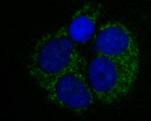 MCF7 cell; 4% Paraformaldehyde-fixed; Triton X-100 at room temperature for 20 min; Blocking buffer (normal goat serum) at 37°C for 20 min; Antibody incubation with (LDHD) Monoclonal Antibody, Unconjugated (bsm-54704R) 1:50, 90 minutes at 37°C;followed by a conjugated Goat Anti-Rabbit IgG antibody at 37°C for 90 minutes, DAPI (blue) was used to stain the cell nuclei.