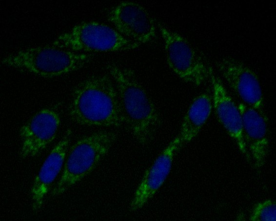 Siha cell; 4% Paraformaldehyde-fixed; Triton X-100 at room temperature for 20 min; Blocking buffer (normal goat serum) at 37°C for 20 min; Antibody incubation with (LDHD) Monoclonal Antibody, Unconjugated (bsm-54704R) 1:50, 90 minutes at 37°C;followed by a conjugated Goat Anti-Rabbit IgG antibody at 37°C for 90 minutes, DAPI (blue) was used to stain the cell nuclei.