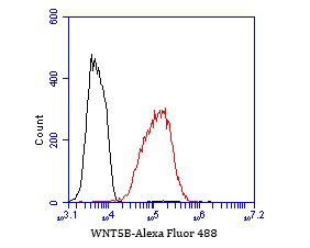 Flow cytometric analysis of WNT5B was done on LOVO cells. The cells were fixed, permeabilized and stained with the primary antibody (bsm-54708R, 1/50) (red). After incubation of the primary antibody at room temperature for an hour, the cells were stained with a Alexa Fluor 488-conjugated Goat anti-Rabbit IgG Secondary antibody at 1/1000 dilution for 30 minutes.Unlabelled sample was used as a control (cells without incubation with primary antibody; black).