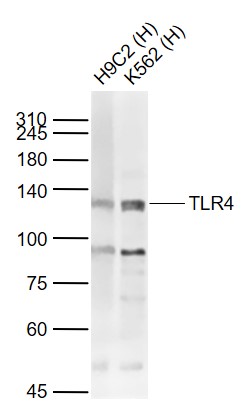 Lane 1: Human H9C2 cell lysates; Lane 2: Human K562 cell lysates probed with TLR4 Polyclonal Antibody, Unconjugated (bs-20595R) at 1:1000 dilution and 4˚C overnight incubation. Followed by conjugated secondary antibody incubation at 1:20000 for 60 min at 37˚C.