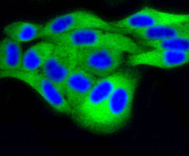 Hela cell; 4% Paraformaldehyde-fixed; Triton X-100 at room temperature for 20 min; Blocking buffer (normal goat serum) at 37°C for 20 min; Antibody incubation with (DUSP6 (9C3) )Monoclonal Antibody, Unconjugated (bsm-52270R) 1:50, 90 minutes at 37°C; followed by a conjugated Goat Anti-Rabbit IgG antibody at 37°C for 90 minutes, DAPI (blue) was used to stain the cell nuclei.
