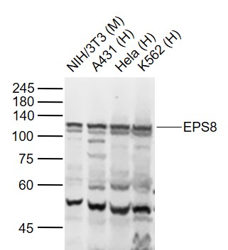 Lane 1: Mouse NIH/3T3 cell lysates; Lane 2: Human A431 cell lysates; Lane 3: Human Hela cell lysates; Lane 4: Human K562 cell lysates probed with EPS8 Polyclonal Antibody, Unconjugated (bs-3848R) at 1:1000 dilution and 4˚C overnight incubation. Followed by conjugated secondary antibody incubation at 1:20000 for 60 min at 37˚C.