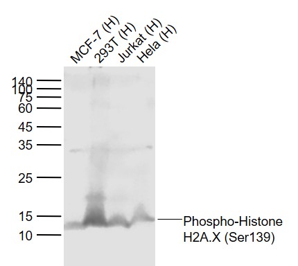 Lane 1: Human MCF-7 cell lysates; Lane 2: Human 293T cell lysates; Lane 3: Human Jurkat cell lysates; Lane 4: Human Hela cell lysates probed with Histone H2A.X(S139) (1C14) Monoclonal Antibody, Unconjugated (bsm-52163R) at 1:1000 dilution and 4˚C overnight incubation. Followed by conjugated secondary antibody incubation at 1:20000 for 60 min at 37˚C.