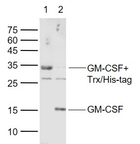 Lane 1: Recombined Trx\/His-tag porcine GM-CSF protein; Lane 2: Recombined His-tag porcine GM-CSF protein probed with GM-CSF Polyclonal Antibody, Unconjugated (bs-3790R) at 1:1000 dilution and 4˚C overnight incubation. Followed by conjugated secondary antibody incubation at 1:20000 for 60 min at 37˚C.