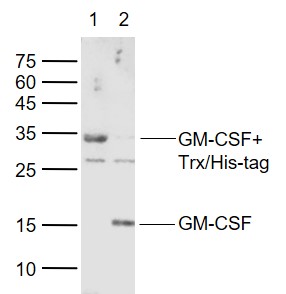 Lane 1: Recombined Trx/His-tag porcine GM-CSF protein; Lane 2: Recombined His-tag porcine GM-CSF protein probed with GM-CSF Polyclonal Antibody, Unconjugated (bs-3790R) at 1:1000 dilution and 4˚C overnight incubation. Followed by conjugated secondary antibody incubation at 1:20000 for 60 min at 37˚C.