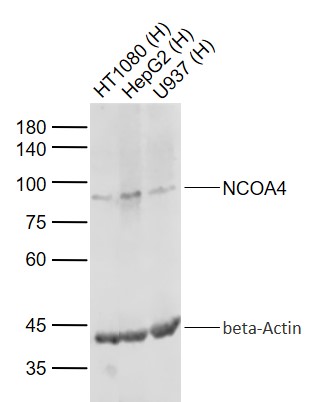 Lane 1: Human HT1080 cell lysates; Lane 2: Human HepG2 cell lysates; Lane 3: Human U937 cell lysates probed with NCOA4 Polyclonal Antibody, Unconjugated (bs-19051R) at 1:1000 dilution and 4°C overnight incubation. Followed by conjugated secondary antibody incubation at 1:20000 for 60 min at 37˚C.