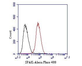 Daudi cells were fixed with 4% PFA for 10min at room temperature,permeabilized with for 20 min at room temperature, and incubated in 5% BSA blocking buffer for 30 min at room temperature. Cells were then stained with SPAK Monoclonal Antibody(bsm-54711R)at 1:50 dilution in blocking buffer and incubated for 30 min at room temperature, washed twice with 2%BSA in PBS, followed by secondary antibody incubation for 40 min at room temperature. Acquisitions of 20,000 events were performed. Cells stained with primary antibody (green).