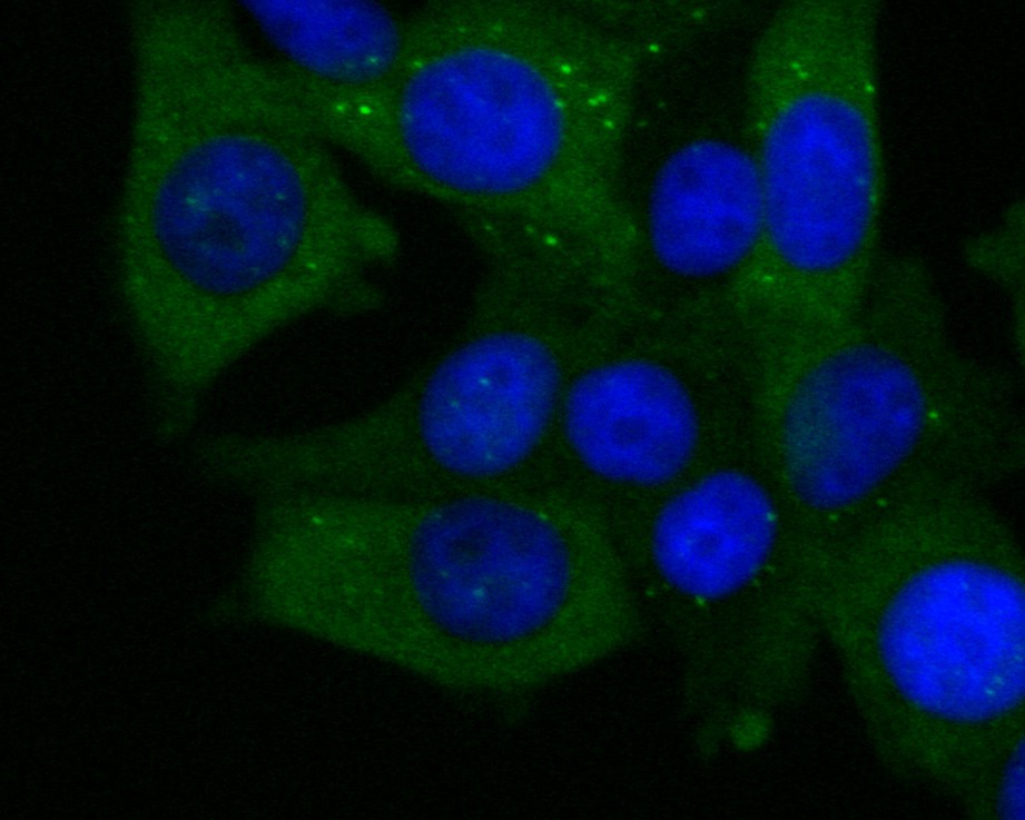 MCF-7 cell; 4% Paraformaldehyde-fixed; Triton X-100 at room temperature for 20 min; Blocking buffer (normal goat serum, C-0005) at 37°C for 20 min; Antibody incubation with (ECM1) monoclonal Antibody, Unconjugated (bsm-54715R) 1:50, 90 minutes at 37°C; followed by a conjugated Goat Anti-Rabbit IgG antibody at 37°C for 90 minutes, DAPI (blue, C02-04002) was used to stain the cell nuclei.