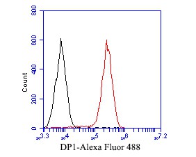 THP-1 cells were fixed with 4% PFA for 10min at room temperature,permeabilized with for 20 min at room temperature, and incubated in 5% BSA blocking buffer for 30 min at room temperature. Cells were then stained with DP1 Monoclonal Antibody(bsm-54717R)at 1:50 dilution in blocking buffer and incubated for 30 min at room temperature, washed twice with 2%BSA in PBS, followed by secondary antibody incubation for 40 min at room temperature. Acquisitions of 20,000 events were performed. Cells stained with primary antibody (green).